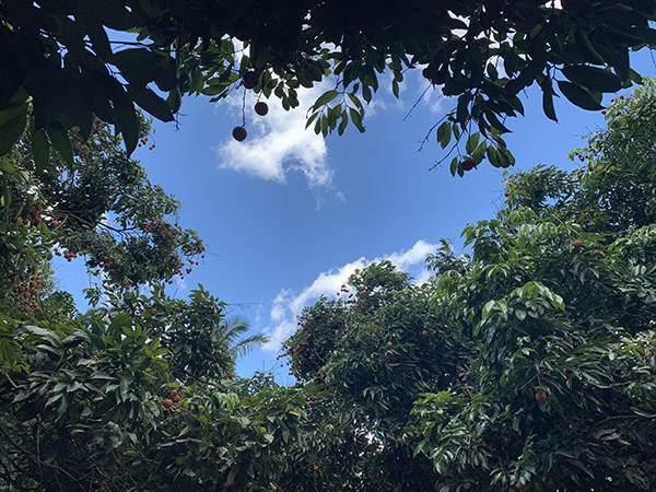 荔行朗洲，相聚東科