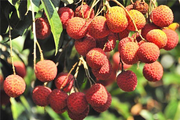 荔行朗洲，相聚東科