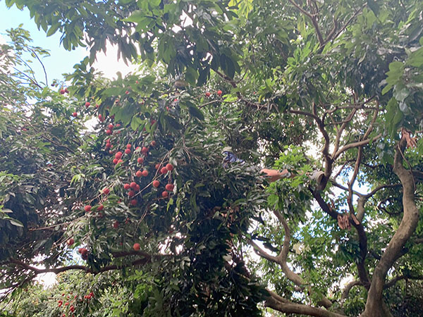 荔行朗洲，相聚東科