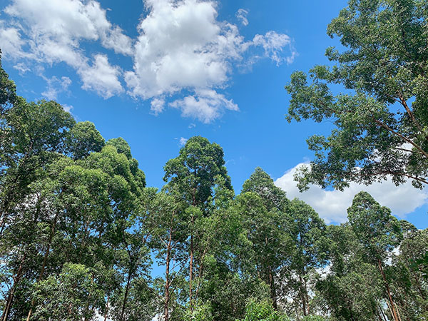 荔行朗洲，相聚東科