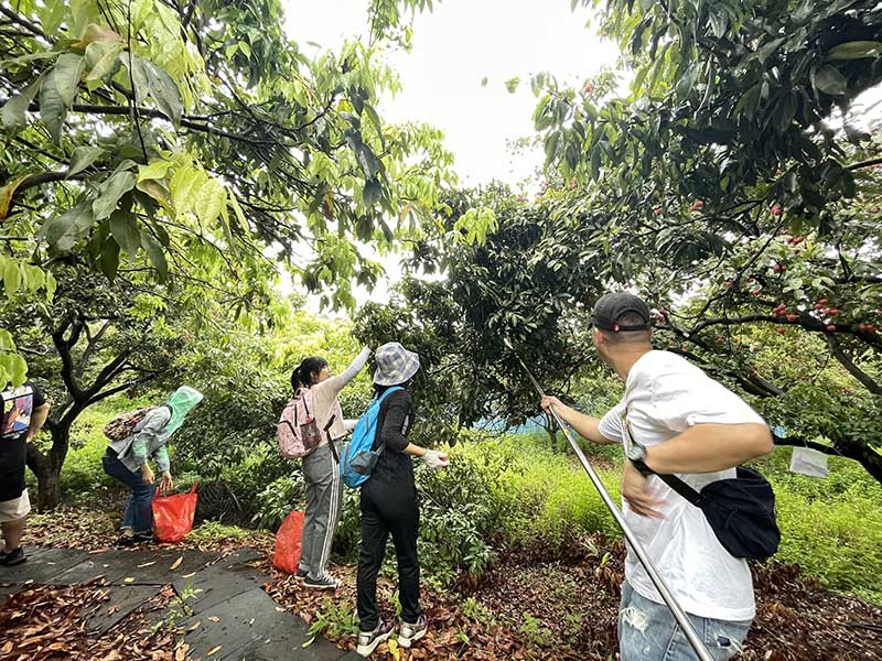 集團活動：朗洲行 · 摘荔枝