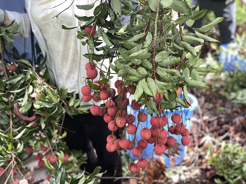 集團活動：朗洲行 · 摘荔枝