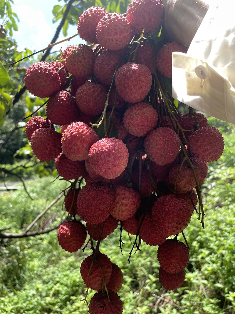 集團活動：朗洲行 · 摘荔枝