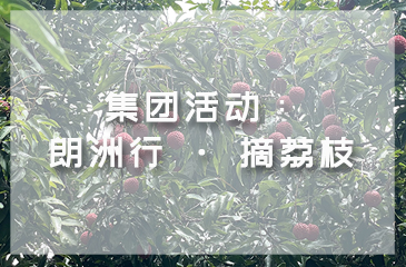 集團活動：朗洲行 · 摘荔枝
